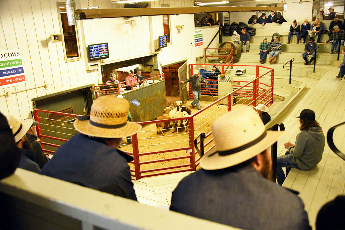 082 Amish men in foreground at the Kalona sheep auction.JPG